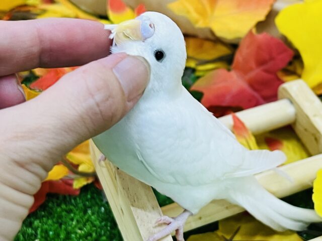 10/8更新☆真っ白ちゃん♡黒目セキセイインコのダブルファクター セキセイインコ