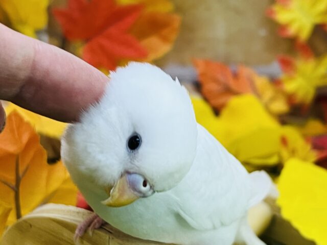 10/8更新☆真っ白ちゃん♡黒目セキセイインコのダブルファクター セキセイインコ