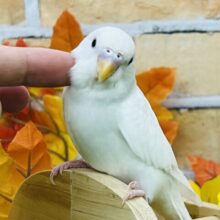9/24更新☆真っ白ちゃん♡黒目セキセイインコのダブルファクター