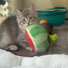 ベイビーフェイスな構ってくん❣️サイベリアンの男のコきました〜🌟