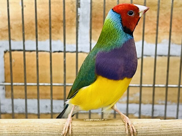 コキンチョウ