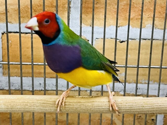 コキンチョウ