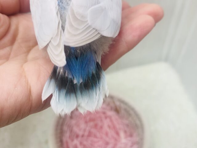 最新画像有ります❗️キュルキュルおめめで見つめちゃう🫶💕︎︎あわ〜いブルーの素敵なコザクラインコ❗️ コザクラインコ(小桜インコ)