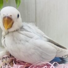 最新画像有ります❗️キュルキュルおめめで見つめちゃう🫶💕︎︎あわ〜いブルーの素敵なコザクラインコ❗️