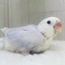 最新画像有ります⭐️お上品なあわ〜いバイオレット💜🫧コザクラインコ（パリドオパーリンバイオレット）