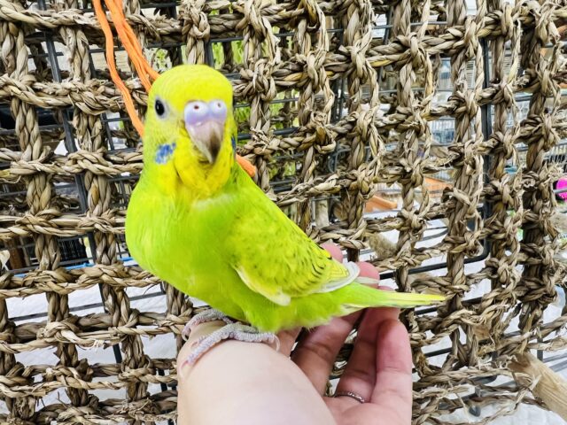 セキセイインコ