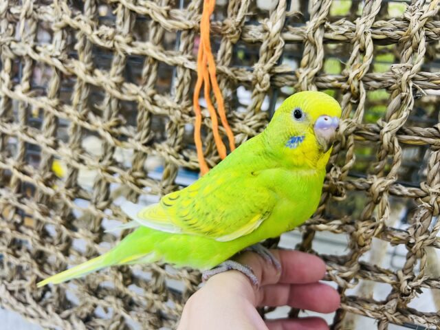 セキセイインコ