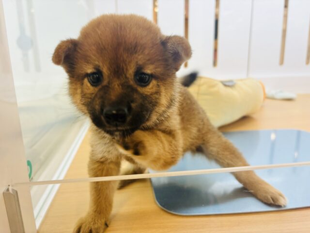 柴犬