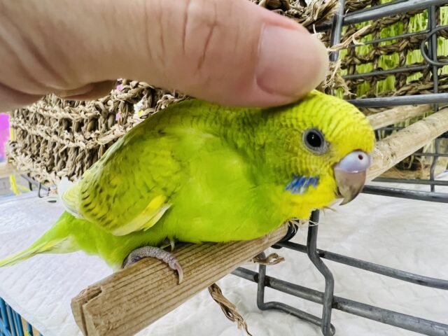 セキセイインコ