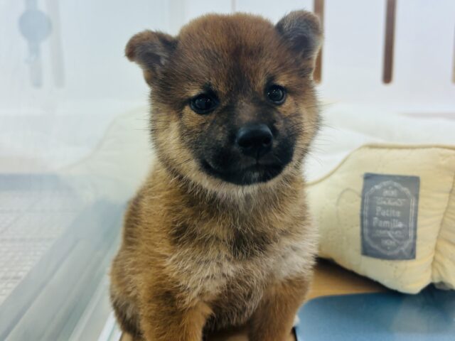 柴犬