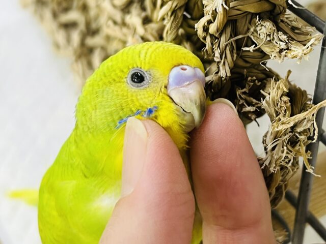 9/26更新☆目指すはジャンボ⁈セキセイインコ（グリーンスパングル）