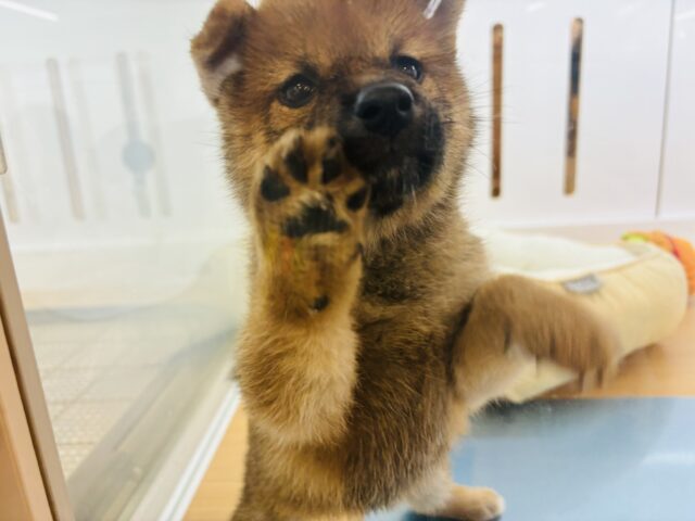 柴犬