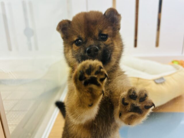 柴犬