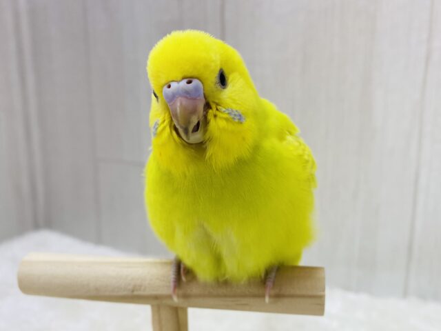 最新画像有ります⭐️鮮やか〜なドレスを纏ってます👗✨セキセイインコのウィング系！！