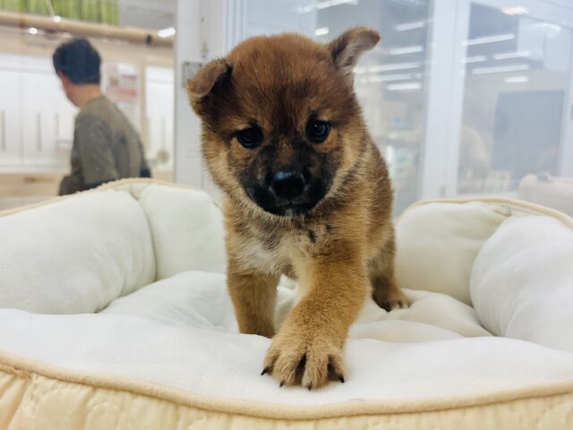 柴犬