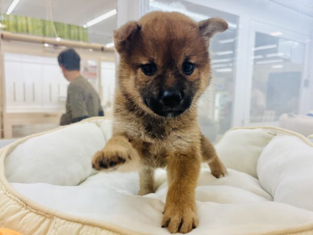 柴犬