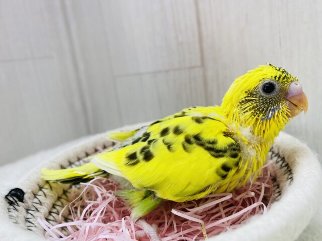 セキセイインコ