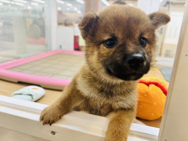 柴犬