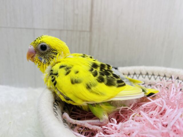 セキセイインコ