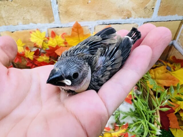 桜文鳥