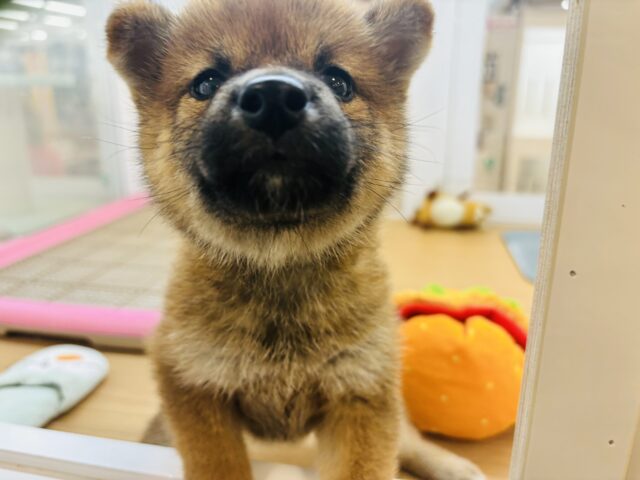 柴犬