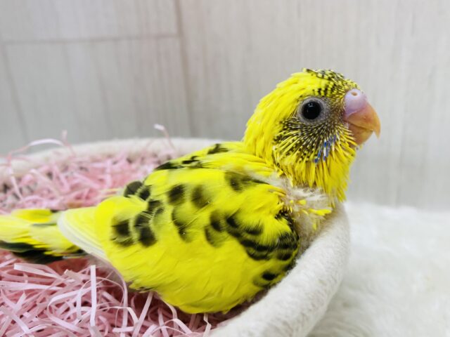 今日はのりたま気分💛🖤セキセイインコの黄ハルクイン🌱