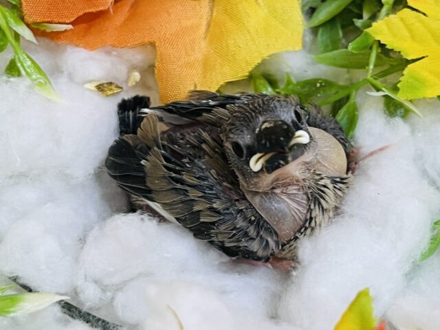 食いしん坊だぞ！桜文鳥の雛入舎しました！