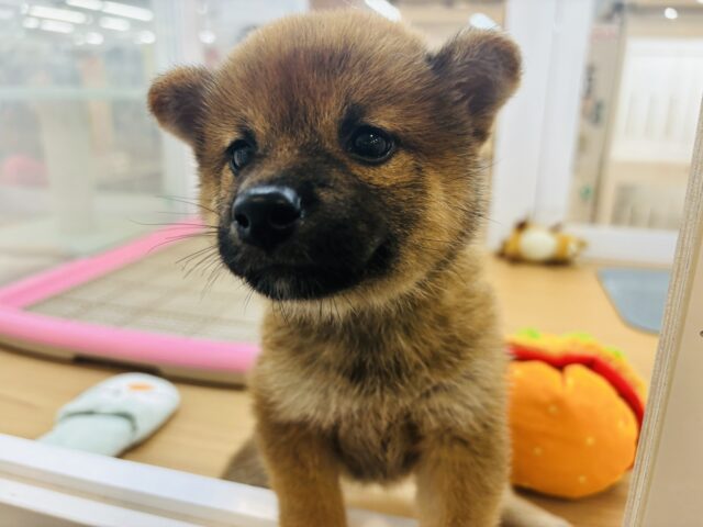 柴犬