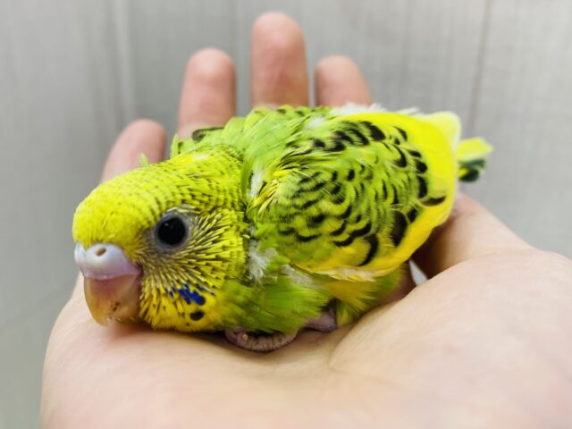 ちょっぴり恥ずかしがり屋さん❓ピトっと寄り添っちゃうセキセイインコのパイド🌟