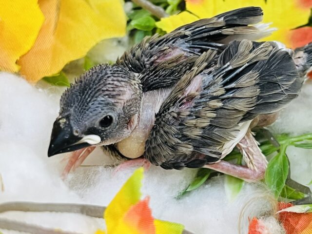 桜文鳥