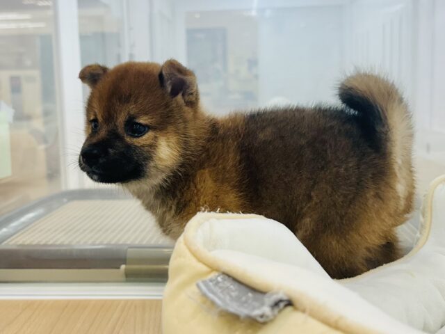 柴犬