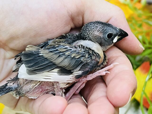 桜文鳥