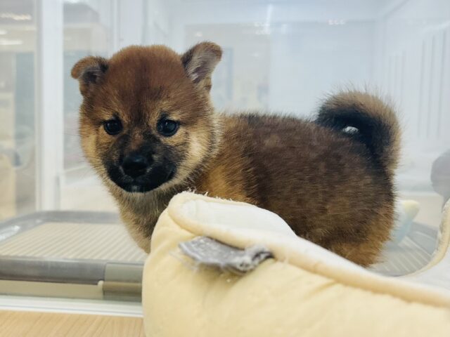 柴犬