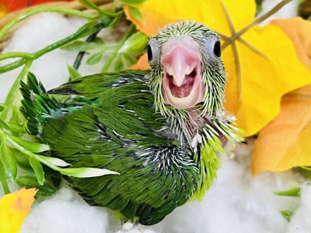 マメルリハ