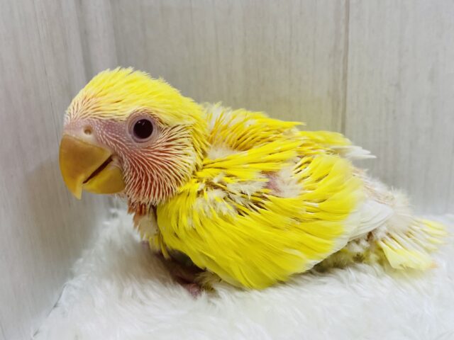 太陽サンサン☀️明るさ全開❗️コザクラインコのルチノー💛