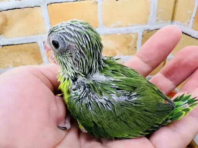 マメルリハ