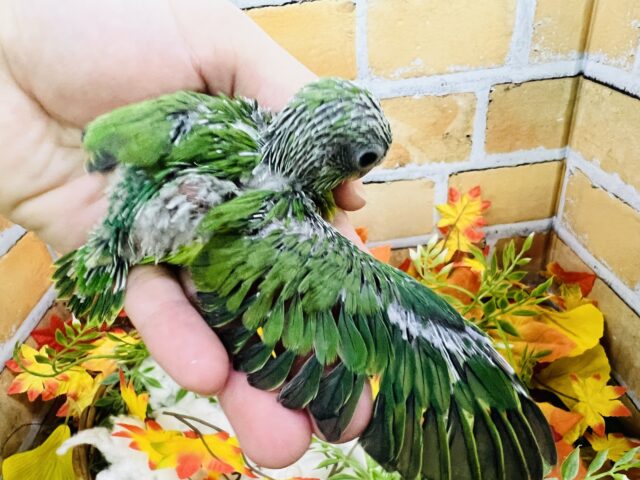 マメルリハ