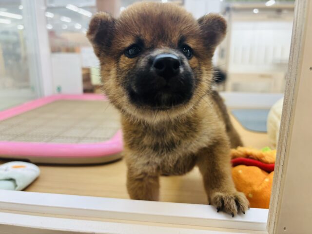 柴犬