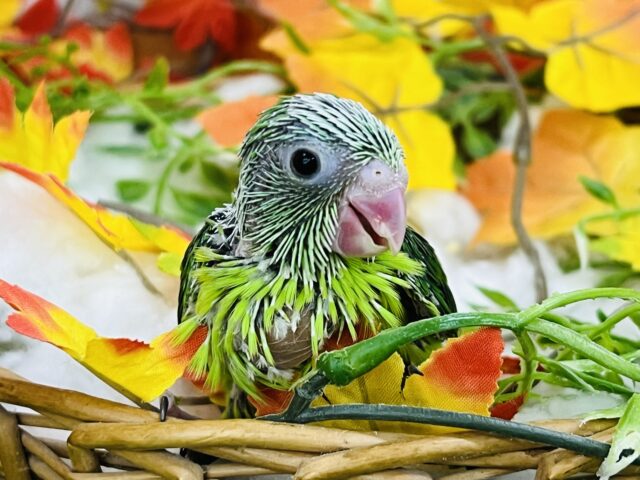 マメルリハ