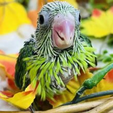 極小インコ💚ちんちくりんマメルリハ（グリーン）の女の子！