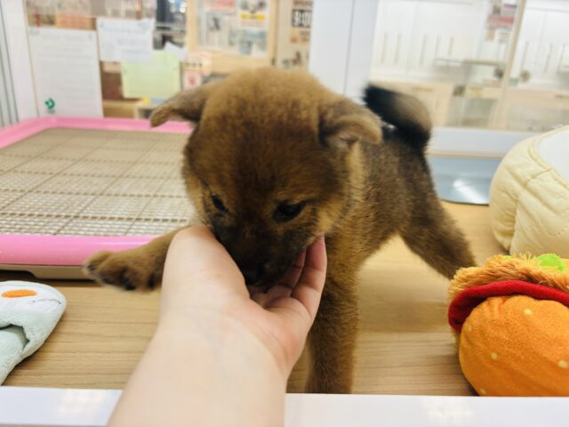 柴犬