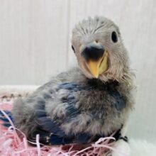 ﾜﾀﾜﾀ~ෆ˚*まるでペンギンさん🐧💙コザクラインコのブルーチェリー！！