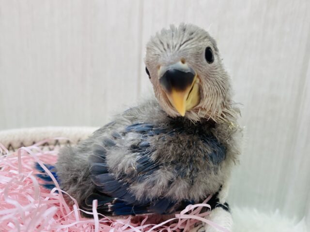 ﾜﾀﾜﾀ~ෆ˚*まるでペンギンさん🐧💙コザクラインコのブルーチェリー！！