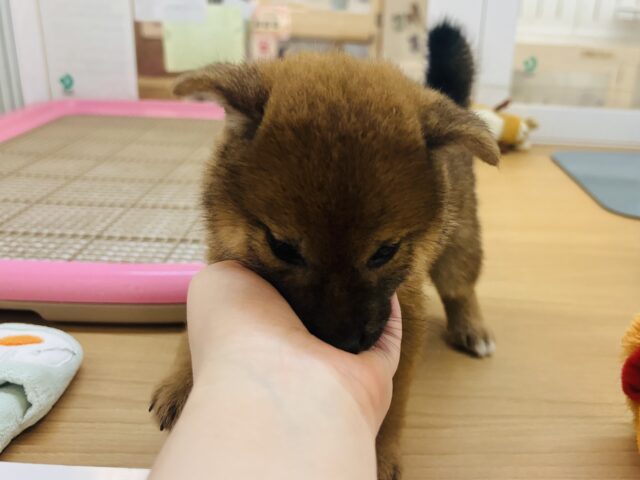 柴犬