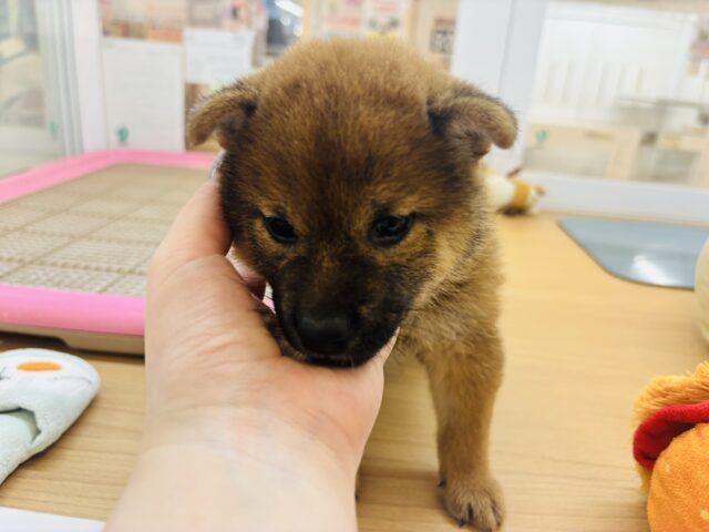 柴犬