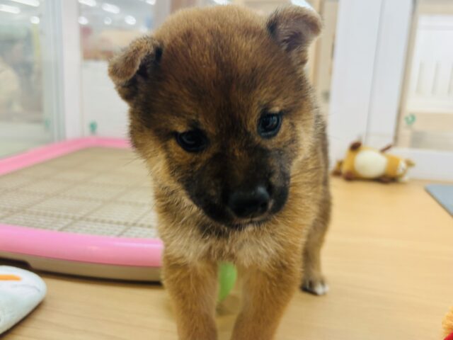 柴犬
