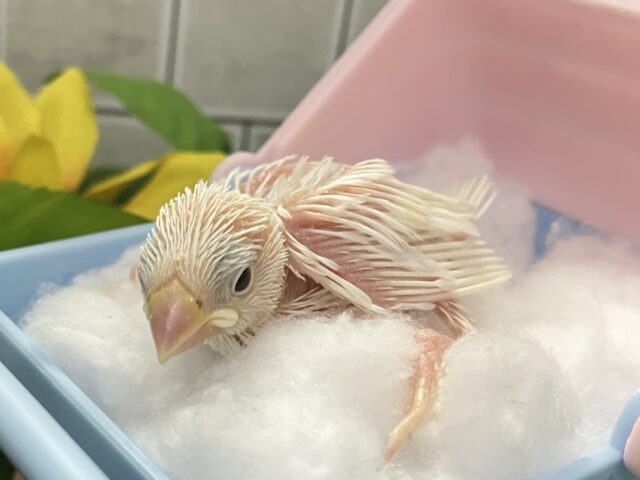 白文鳥