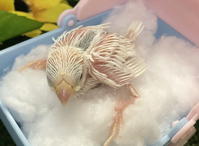 白文鳥