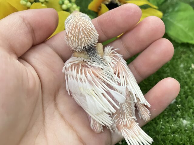 白文鳥