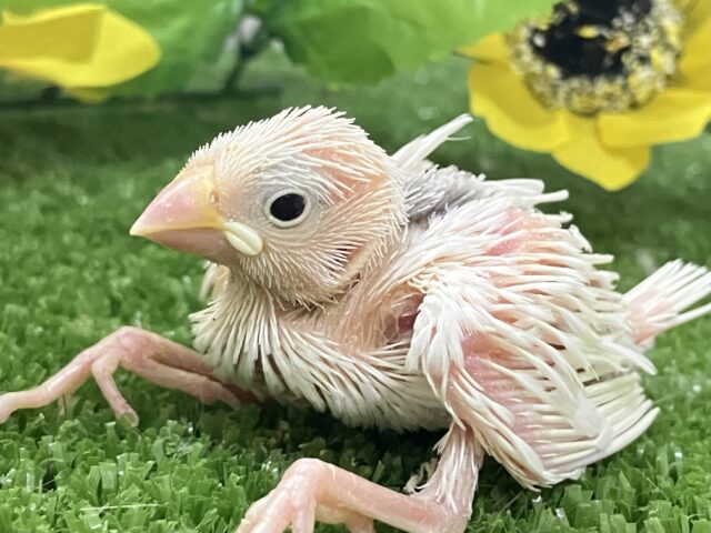 白文鳥